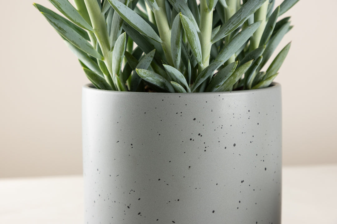 Sane Kruka Mörkgrå